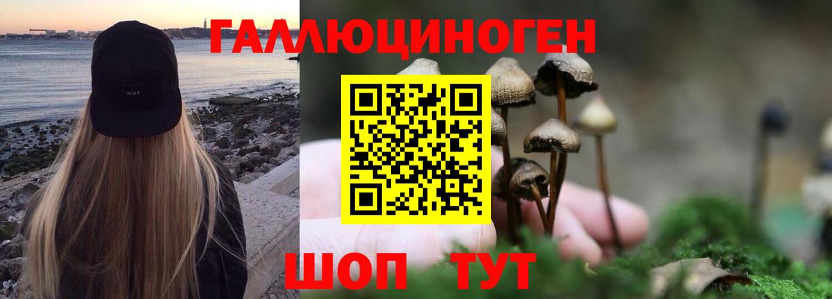 Вязники  Псилоцибиновые грибы Psilocybe  Вход с VPN 